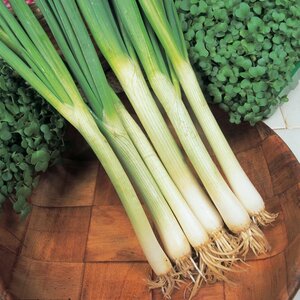 Onion White Lisbon (Spring) Kings Seeds