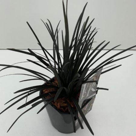 Ophiopogon Planiscapus Nigrescens 17Cm Pot C.20Cm