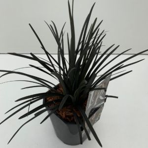 Ophiopogon Planiscapus Nigrescens 17Cm Pot C.20Cm