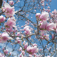 Ornamental Trees