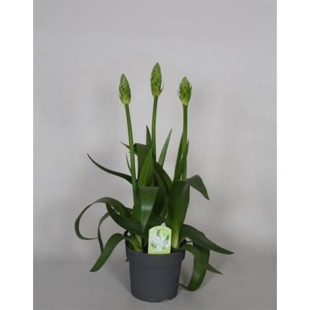 Ornithogalum Snowflake P14 Pot C.50Cm