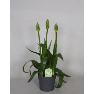 Ornithogalum Snowflake P14 Pot C.50Cm