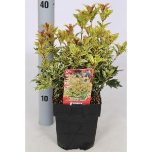 Osmanthus Heterophyllus Goshiki C2 Square Pot C.20/25Cm