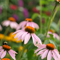 Outdoor Plants