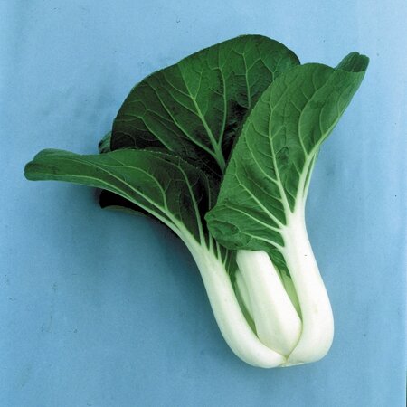 Pak Choi - Joi Choi F1 Kings Seeds