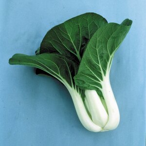 Pak Choi - Joi Choi F1 Kings Seeds