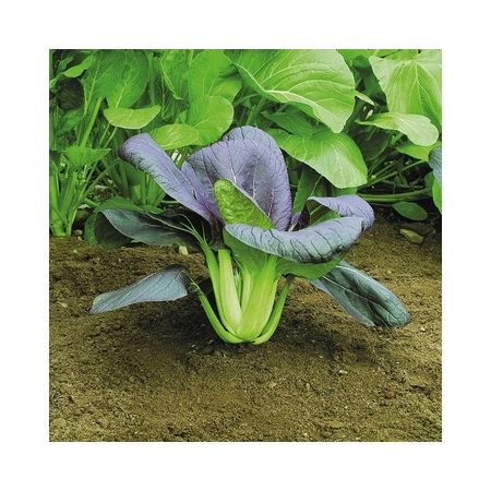 Pak Choi Red F1 - Kings Seeds