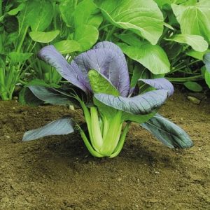 Pak Choi Red F1 - Kings Seeds