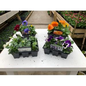 Pansy 6 Pack - Our Selection