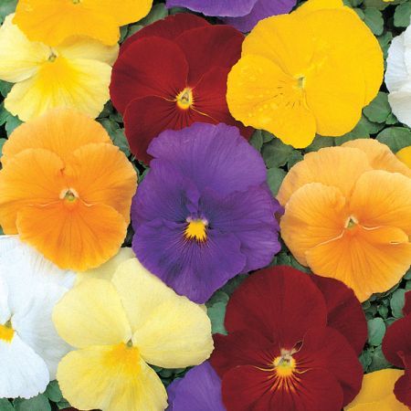 Pansy Clear Cyrstals Mixed - Kings Seeds