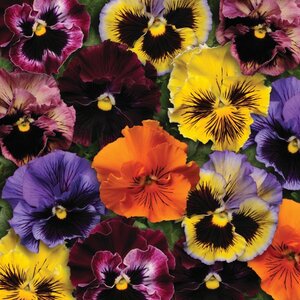 Pansy Frizzle Sizzle Mixed - Kings Seeds