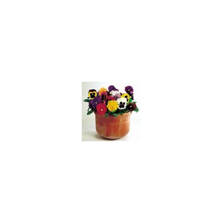 Pansy Large Flower Mix - Kings Seeds