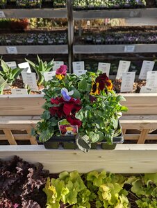 Pansy Mixed 20 Pack