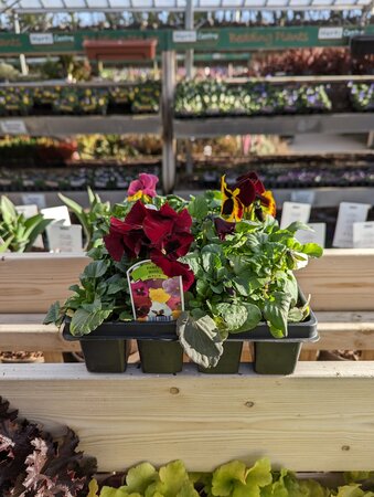 Pansy Mixed 20 Pack - image 2