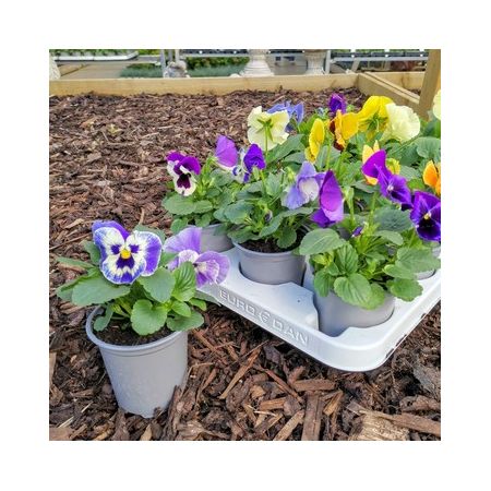 Pansy Pot 9Cm - Our Selection