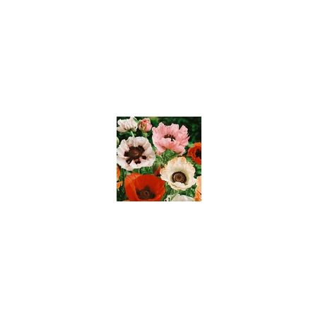 Papaver Orientale New Hybrids Mixed- Kings Seeds