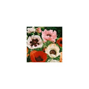 Papaver Orientale New Hybrids Mixed- Kings Seeds