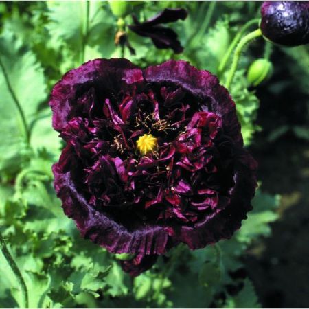 Papaver (Poppy) Paeoniflorum Black Beauty- Kings Seeds