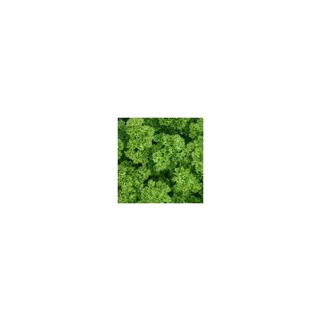 Parsley Moss Curled Suffolk Herbs