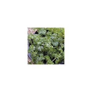 Parsley Par-Cel Suffolk Herbs