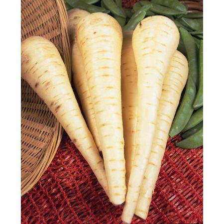 Parsnip Imperial Crown Kings Seeds