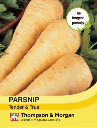 Parsnip - Tender & True  - Thompson and Morgan Seed Pack - image 1
