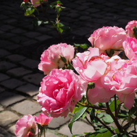 Patio Roses