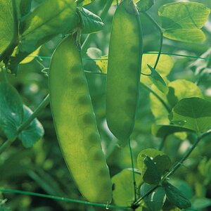 Pea Carouby De Maussane Kings Seeds