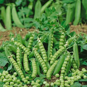 Pea Douce Provence Kings Seeds