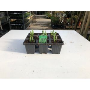 Pea Garden 6 Pack