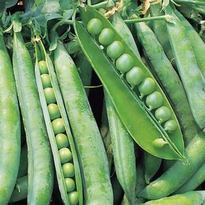 Pea Hurst Greenshaft Kings Seeds