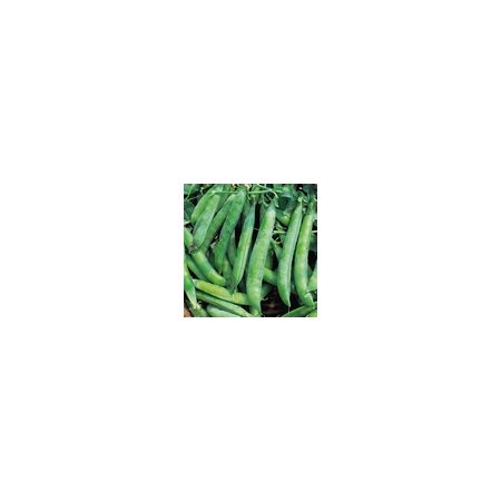 Pea Kelvedon Wonder Kings Seeds