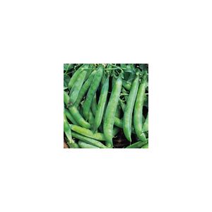 Pea Kelvedon Wonder Kings Seeds