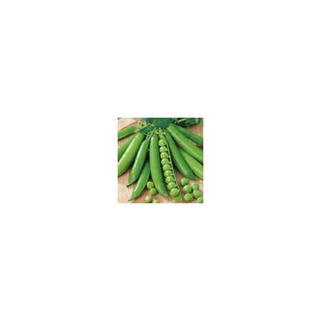 Pea Meteor Kings Seeds