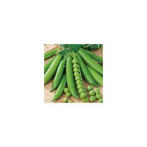 Pea Meteor Kings Seeds