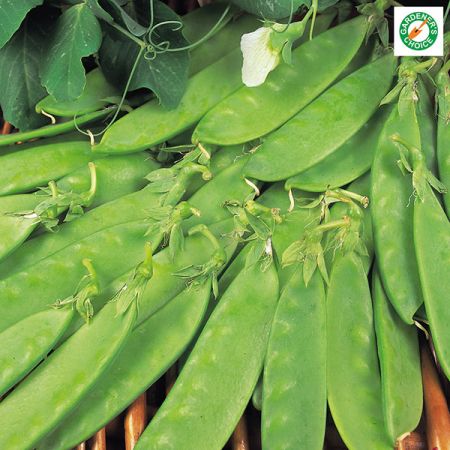 Pea Oregon Sugar Pod Kings Seeds