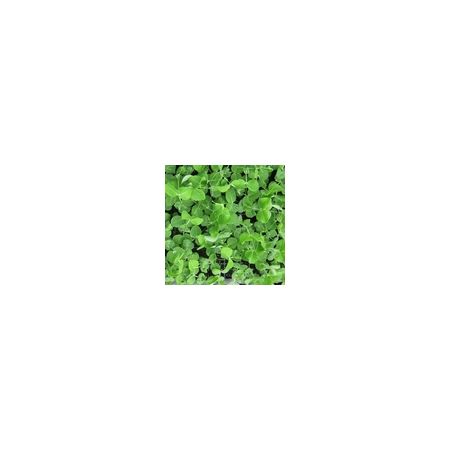 Pea Shoots Serge (Salad Leaf) Kings Seeds