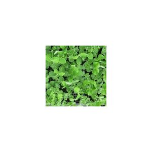 Pea Shoots Serge (Salad Leaf) Kings Seeds