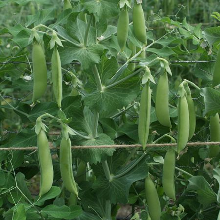 Pea (Snap) Nairobi Kings Seeds