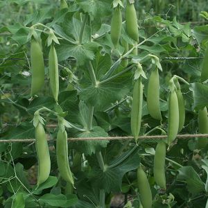 Pea (Snap) Nairobi Kings Seeds