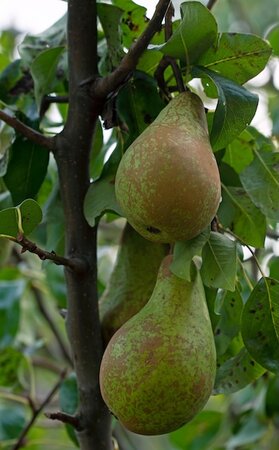 Pear Concorde Bush Quince Eline