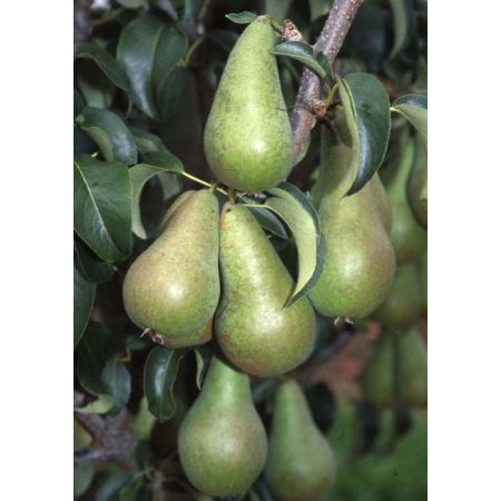 Pear Concorde Bush Quince Eline