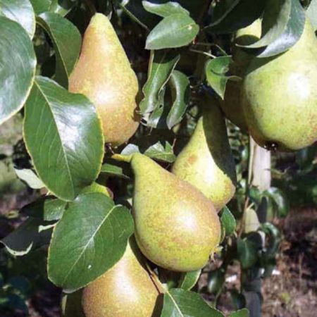 Pear Concorde Quince A