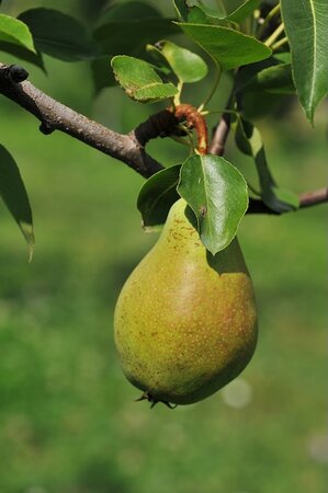 Pear Concorde Quince A