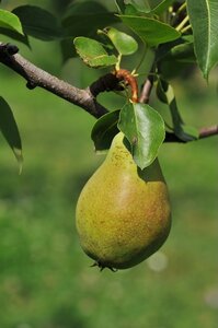 Pear Concorde Quince A