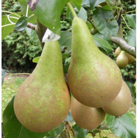 Pear Conference Bush Quince C Maiden
