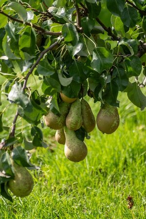 Pear Conference Bush Quince Eline