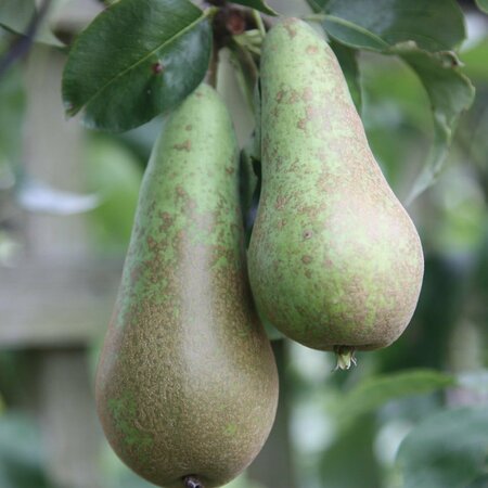 Pear Conference Bush Quince Eline