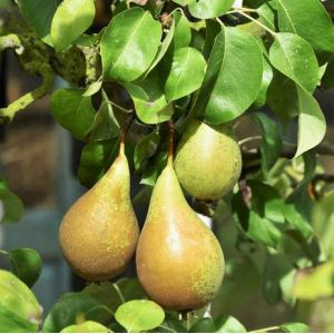 Pear Conference Espalier Quince A