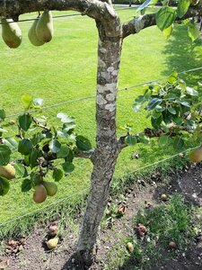 Pear Conference Espalier Quince A